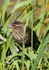 Red-winged Blackbird female